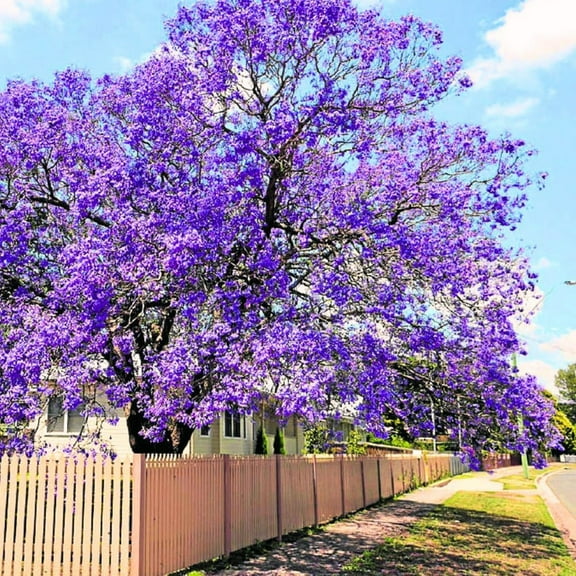 Blue Jacaranda Tree Live Plant Seedling Well Rooted in Pot, Jacaranda Mimosifolia Plants for Outdoor Planting, 8 Inc Tall from Bottom Pot