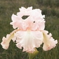 thumbnail image 4 of Eden Brothers Bearded Iris - Pink Mix, 4 of 5
