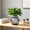 Gray-A, variant on Self Watering Hydroponic Planter Diamond Shaped Transparent Plastic Pot for Indoor Plants Desktop Office Home No Soil