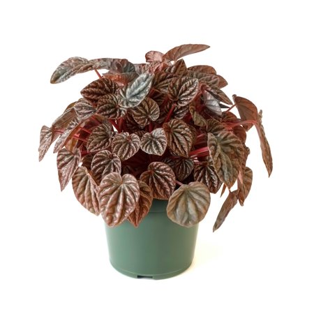 4 in. Peperomia Red Luna Plant in Grower Container (3-Pack)