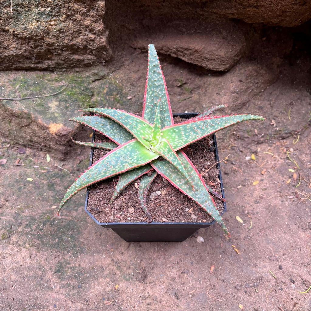 RedCrocus Aloe 'Christmas Carol' Succulent Variegated Green & Cream Leaves Drought-Tolerant Indoor & Outdoor Plant 6" Pot