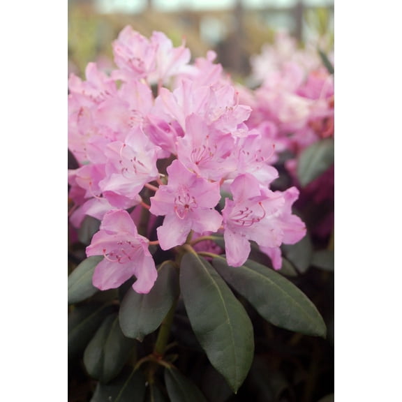 English Roseum Rhododendron
