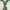 Ivory/Green, variant on SAFAVIEH Venus Shag Waverly Trellis Area Rug, Green/Ivory, 9' x 12'