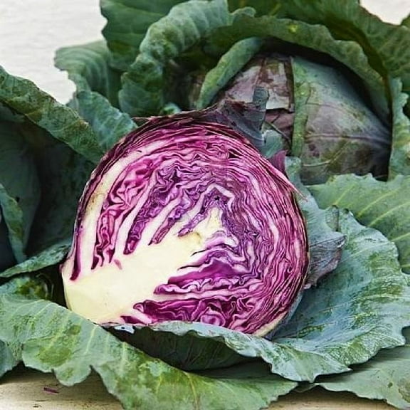 Red Acre Cabbage Seeds - 100 Count Seed Pack - Popular deep red Compact Variety, Delicious Cooked or raw in Coleslaw and More. - Country Creek LLC