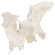 Axis Scientific Human Sphenoid Bone Model | Cast From a Real Human Sphenoid Bone Specimen | Life Size Replica Details All Fissures, Canals, and Processes | Includes Product Manual |