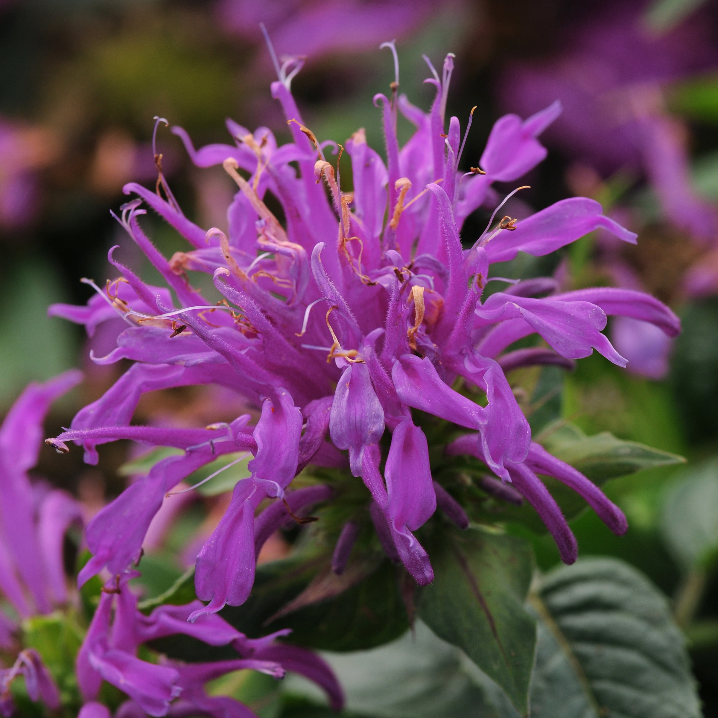4 in. 3-N-1 Balmy Bergamot Plant (3-Pack)