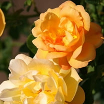 Heirloom Roses Saffron Summer Live Shrub