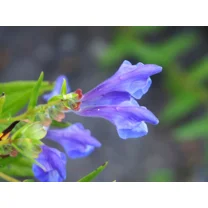 250 Scutellaria baicalensis Seeds - Baikal Scullcap Seeds - Medicinal Herb