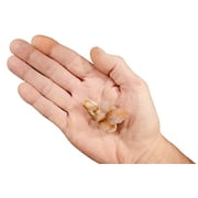 Kidz Rocks Ametrine Cactus Quartz Cluster 1 3/4" Raw Chakra Healing Crystal Rock Mineral