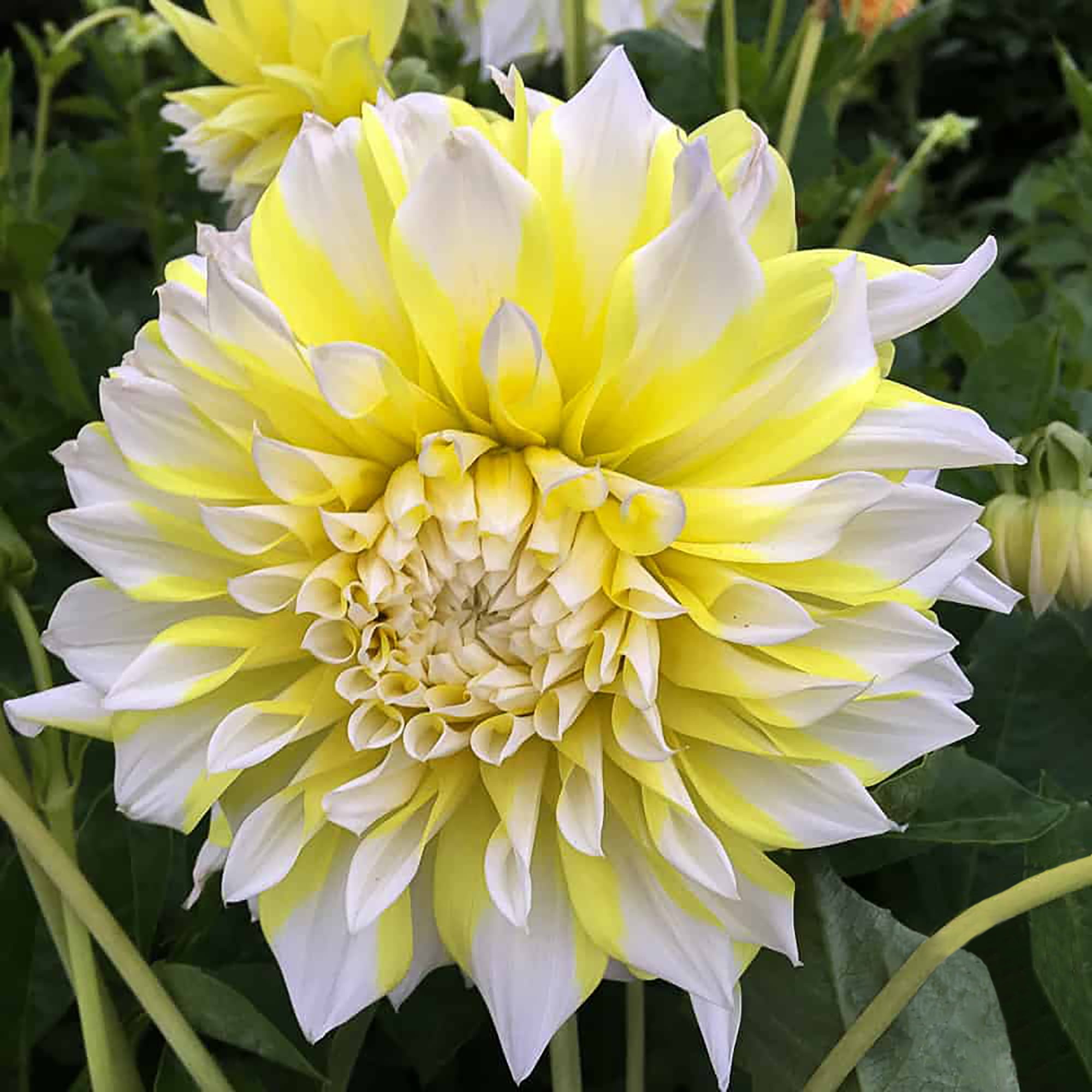 Rotteveel Bulb Dahlia Grand Prix, 2 Pack