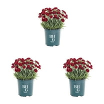 Better Homes & Gardens 2.5QT Red Dianthus Live Annual Plant Sun 3-Pack