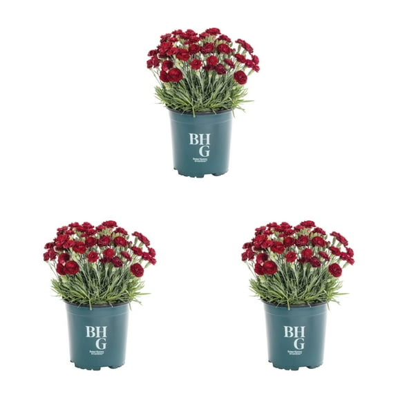 Better Homes & Gardens 2.5QT Red Dianthus Live Annual Plant Sun 3-Pack