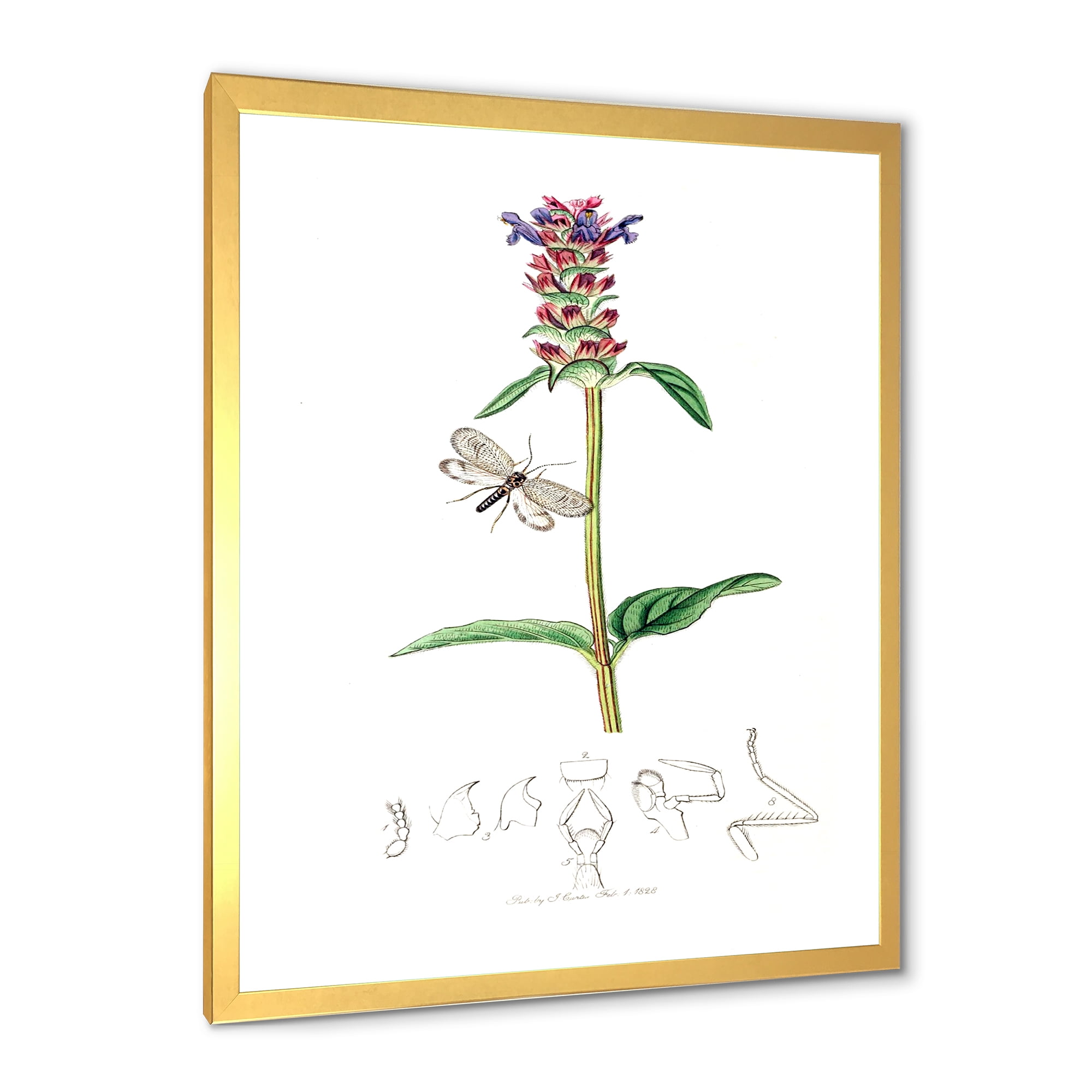 Designart 'Ancient Insects and Plants II' Farmhouse Framed Art Print