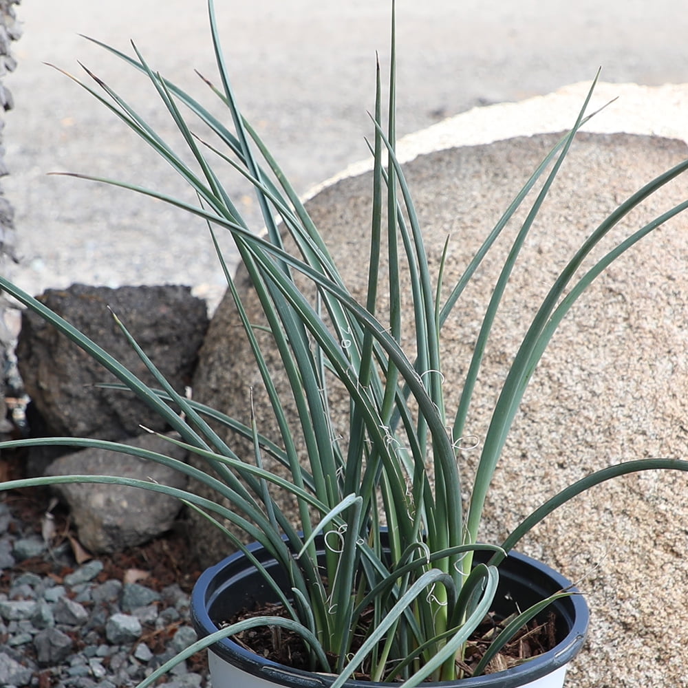 Altman Plants Red Yucca Outdoor Plant - Hesperaloe Parviflora - Perennial Succulent - 1-Gallon Pot