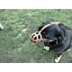 thumbnail image 5 of Bozal de cuero ligero para perros chihuahua, yorkshire terrier, mini pitcher y otros perros pequeños (cuero natural, 00), 5 of 5