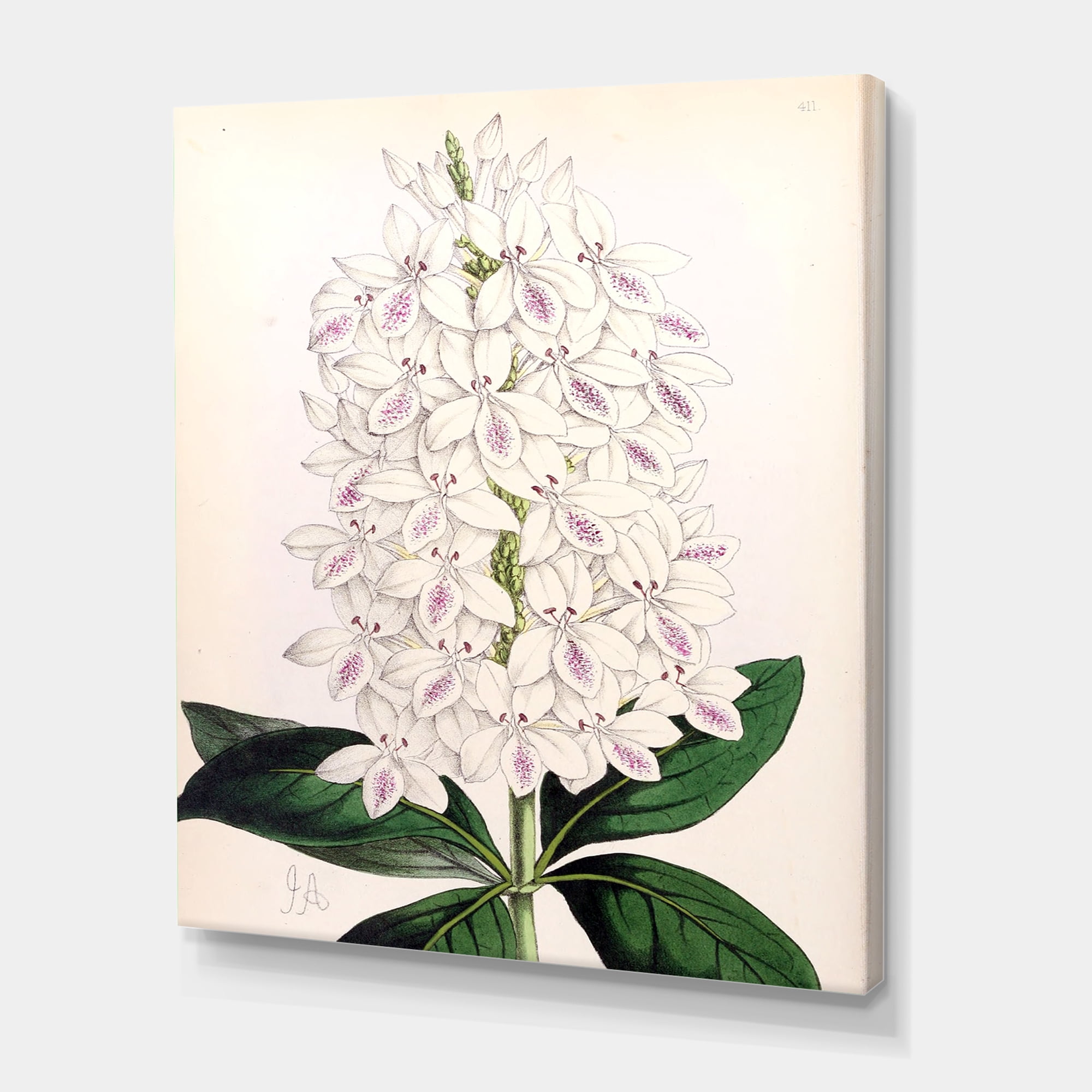 Ancient White Orchid III 24 in x 32 in Painting Canvas Art Print, by Designart