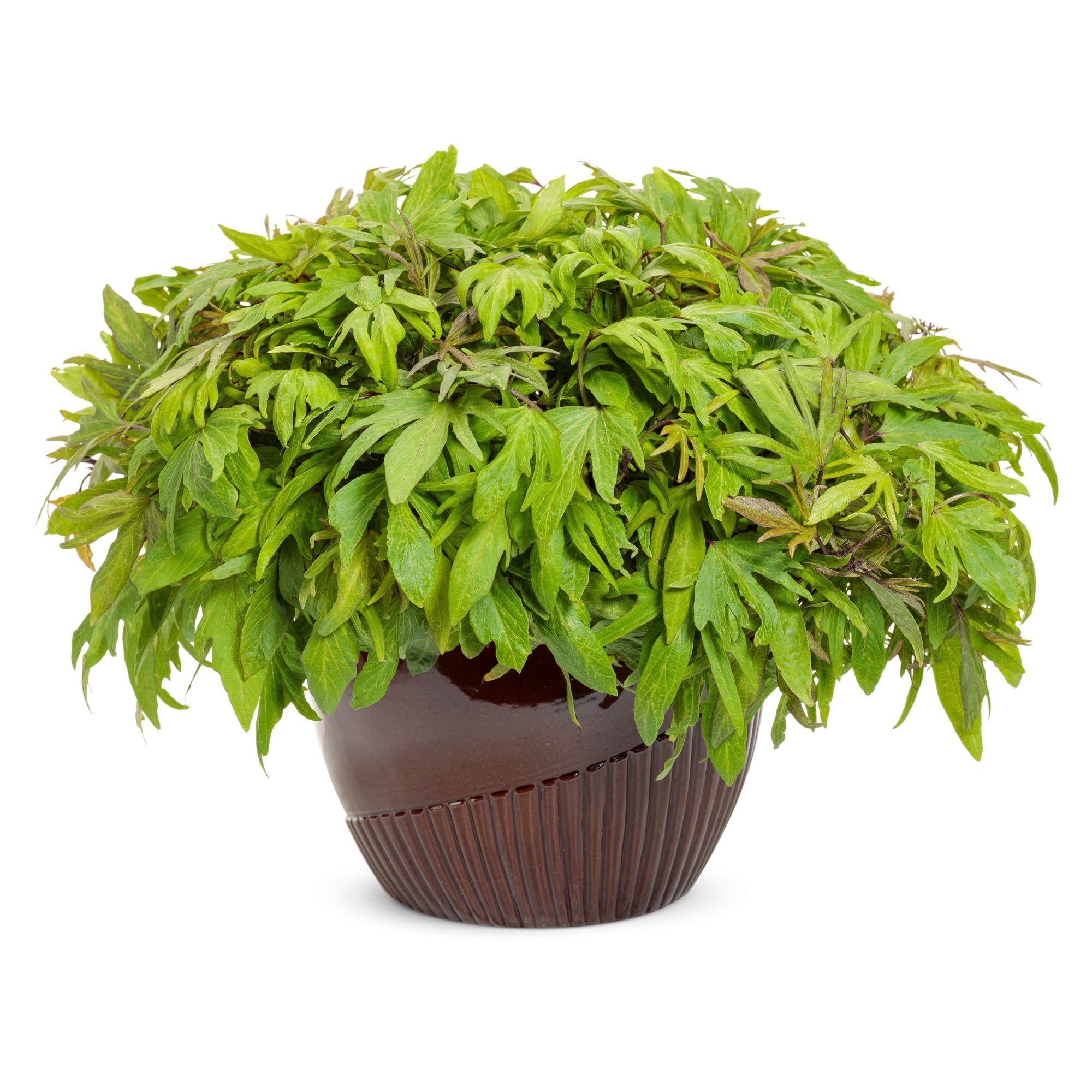 Proven Winners 4" Sweet Caroline Medusa Green Ornamental Sweet Potato Vine Live Plant in 4.25" Pot (4 Count)