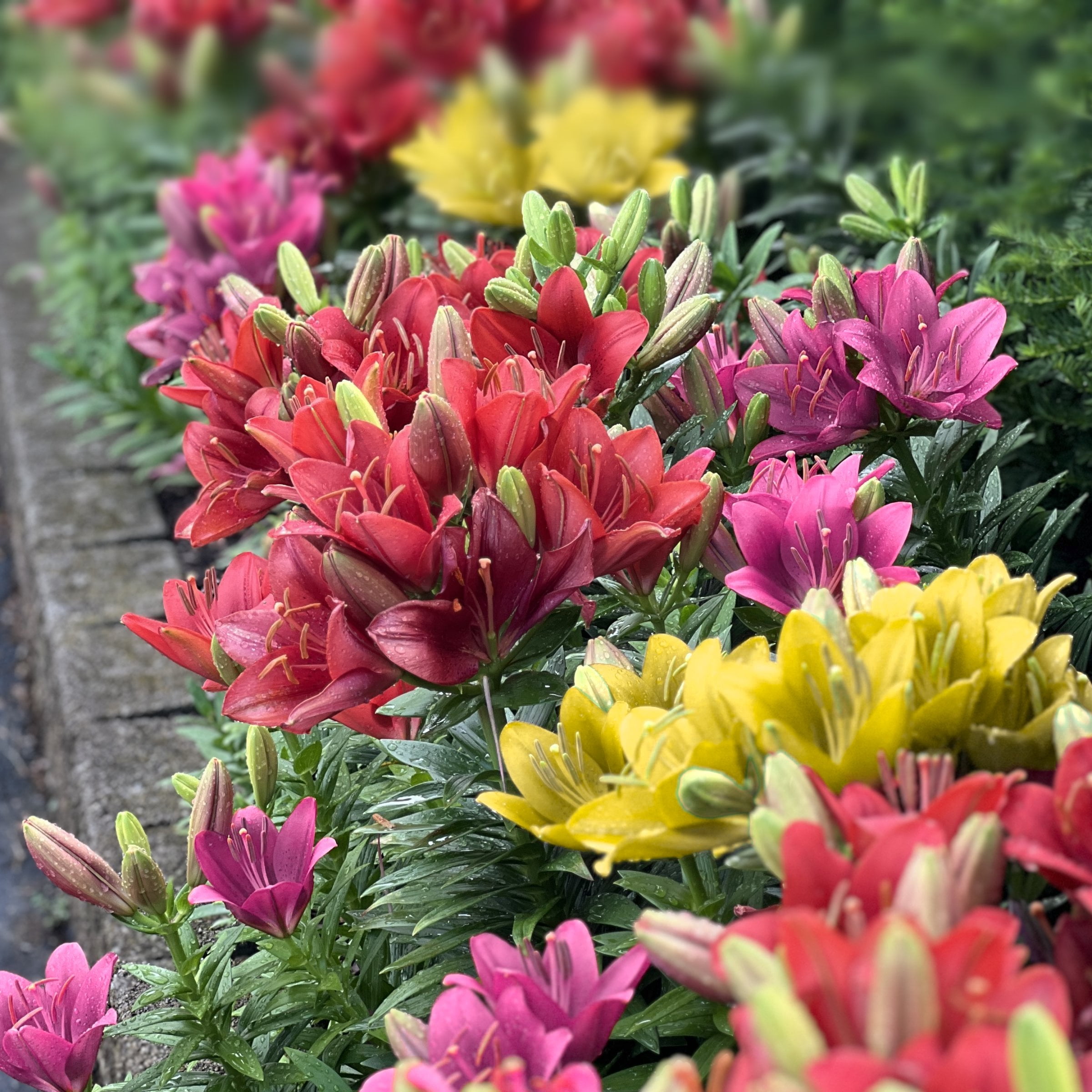 National Plant Network Lily LA Mixed Bulbs (10-Pack)