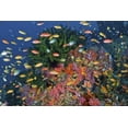 thumbnail image 2 of Shimlock, Jones 18x13 Black Ornate Wood Framed with Double Matting Museum Art Print Titled - Reef scenic, Triton Bay, Papua, Indonesia, 2 of 4