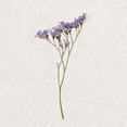 thumbnail image 3 of Bailey, Ann 12x12 Black Modern Framed Museum Art Print Titled - Dainty Purple 3, 3 of 5
