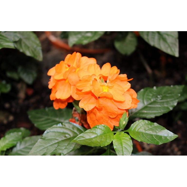10 Orange Marmalade Crossandra Infundibuliformis Firecracker