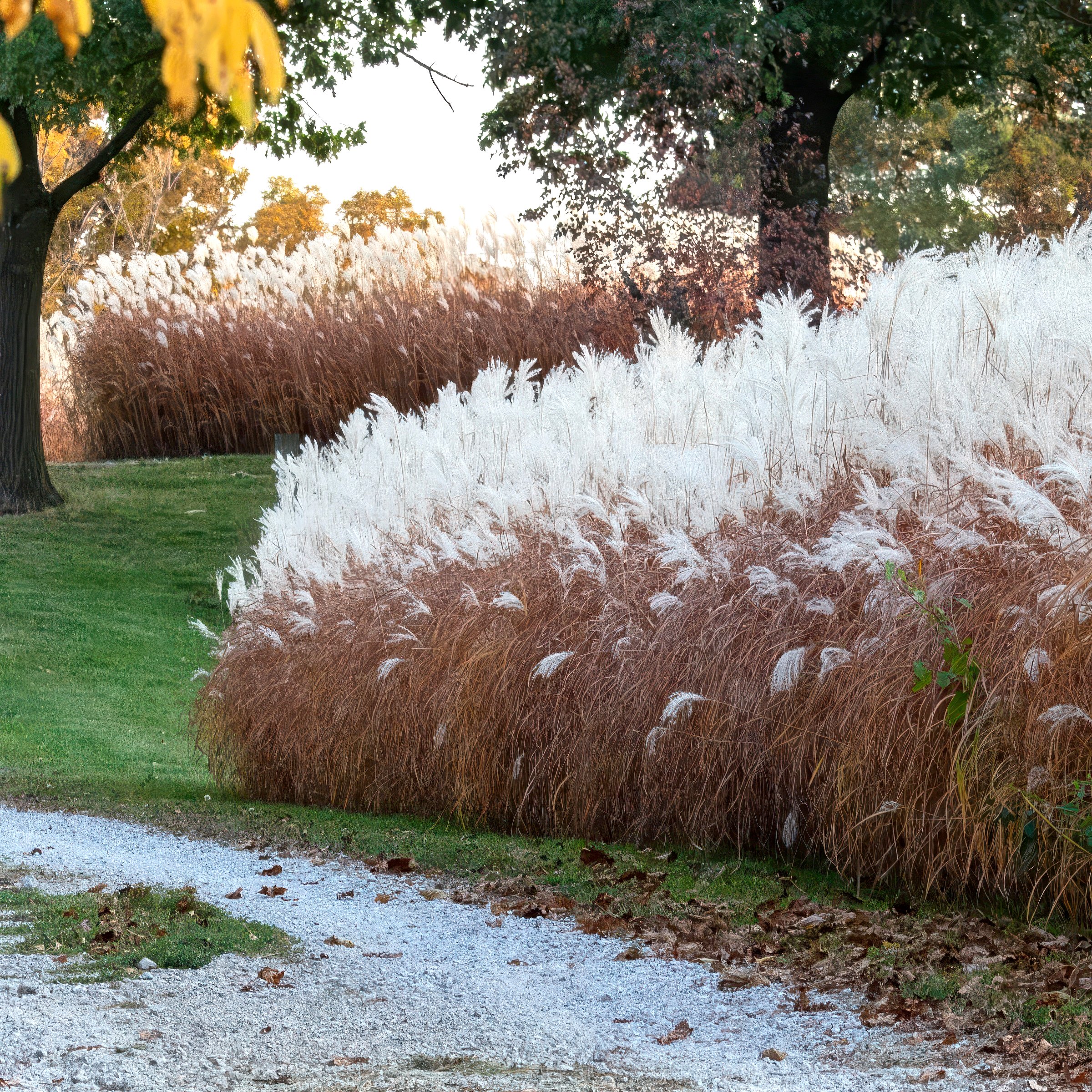National Plant Network 4 in. Miscanthus Flame Grass Purpurascens (3-Pack)