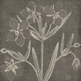 thumbnail image 2 of Botanical Beauty Chalk Square IV Poster Print by Wild Apple Portfolio (24 x 24), 2 of 2