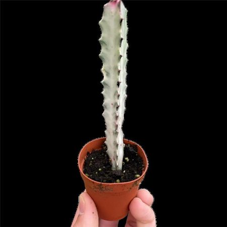 House Plant Dropship 4-SUCC-EUPHORBIA-DRAGON.BONE Succulent Euphorbia Dragon Bone Plant