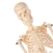 Skeleton Model，Learning Mannequin Full Body,Miniature Model, Easy to Manipulate,17 inches
