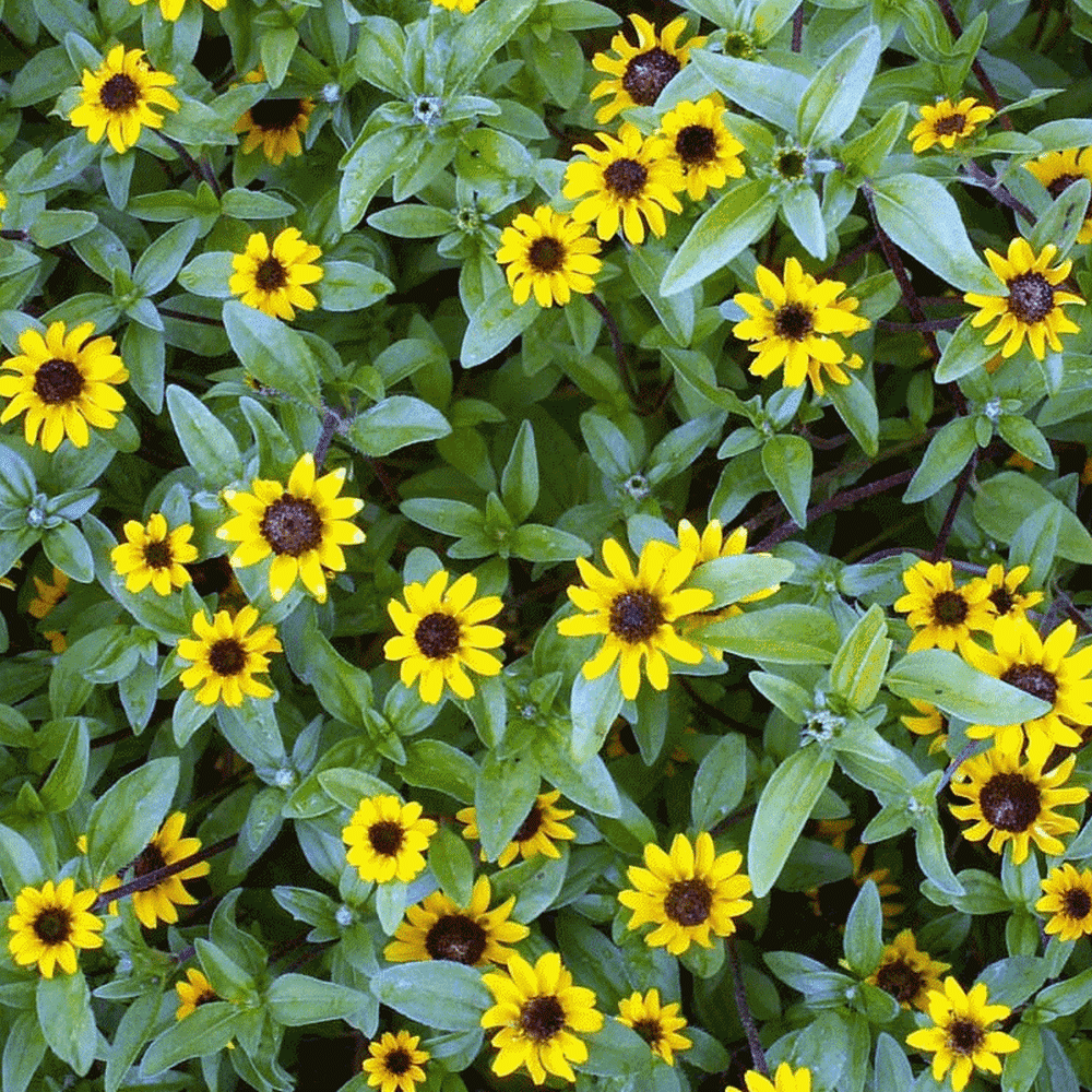 Everwilde Farms 1/4 Lb Creeping Zinnia Garden Flower Seeds Gold