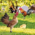 thumbnail image 3 of MasteelfCA Garden Lifelike Chicken Stake Set Rooster Hen Chick Yard Decor, 3 of 8