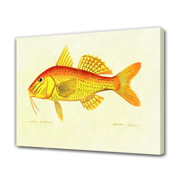 Póster de pintura de peces, pintura decorativa, lienzo, arte de pared, carteles para sala de estar, pintura para dormitorio, estilo marco, 12 x 18 pulgadas (30 x 45 cm)