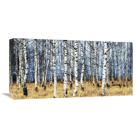 Global Gallery Oleg Znamenskiy,'Birch grove in autumn' Stretched Canvas Artwork