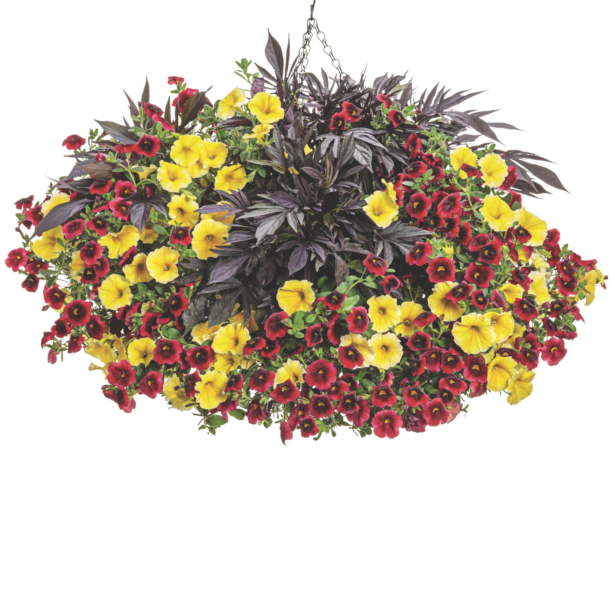 Proven Winners 4" Black Sweet Caroline Medusa Black Ornamental Sweet Potato Vine Live Plant in 4.25" Pot (4 Count)