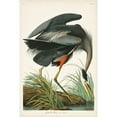 thumbnail image 3 of Audubon, John James 13x18 Black Modern Framed Museum Art Print Titled - Pl 211 Great Blue Heron, 3 of 5