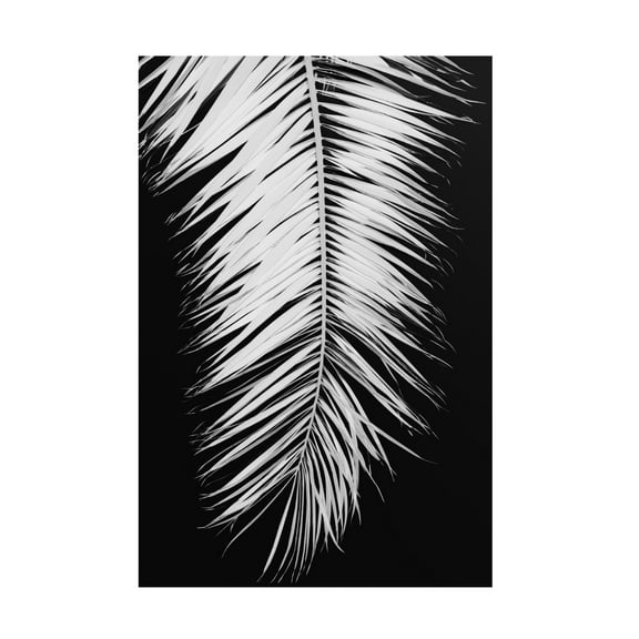 Pictufy Studio III 'Palmblad 4' Canvas Art - 12 x 19 Inches