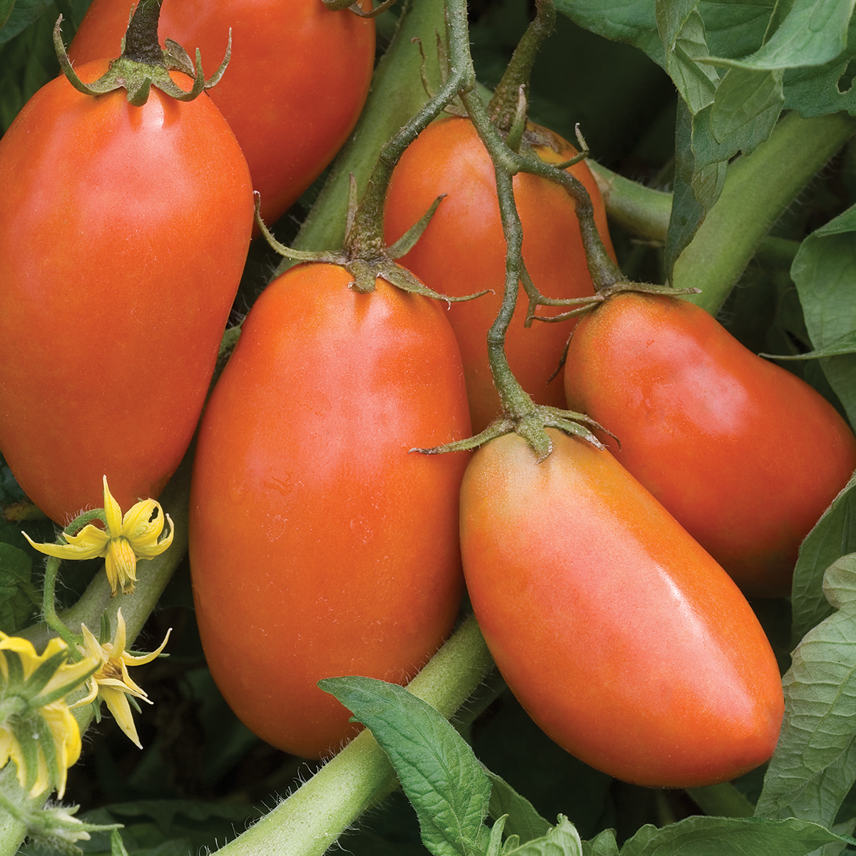 Burpee San Marzano Annual Tomato Seed, 1-Pack, Full Sun
