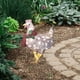 thumbnail image 5 of Farol de Gallina en Hierro, Ornamentos para Decoración de Jardín Pequeño sin luz, 5 of 7