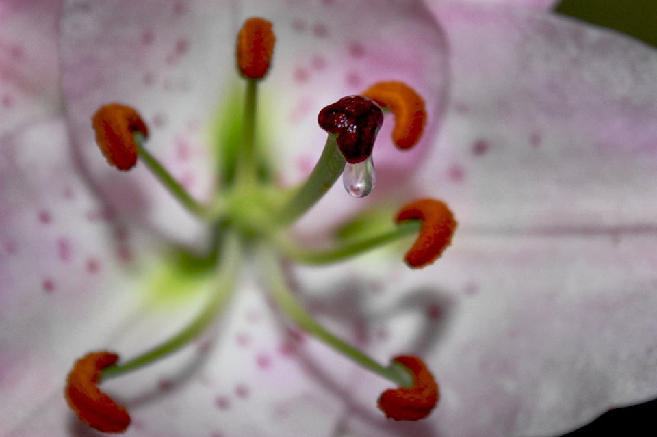 Pistil Nectar Lily Pollen Flower Nectar12 Inch By 18 Inch Laminated