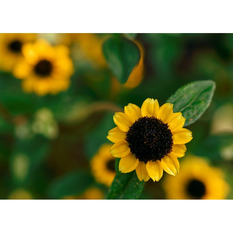 150 YELLOW CREEPING ZINNIA Sanvitalia Procumbens Seeds - Walmart.com