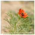 thumbnail image 2 of Everwilde Farms - 1 lb Pheasants Eye Garden Flower Seeds - Gold Vault Bulk Seed Packet, 2 of 2