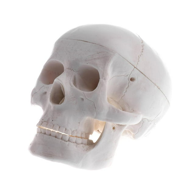 modelo de cráneo , de cabeza anatómica, modelo de medicina, laboratorio de ciencias, material didáctico, estudio educativo, anatomía nuevo modelo de cráneo humano en vista 3/4 derecha con mandíbula articulada y suturas craneales visibles, acabado color hueso claro, tamaño aprox. 9×12×8.5 cm, ideal para enseñanza escolar y estudio anatómico; suele usarse también como apoyo didáctico en mesas de estudio.
