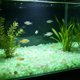 thumbnail image 4 of Guijarros luminosos para acuario que brillan en la oscuridad: piedras luminiscentes para paisajismo acuático, decoración de peceras, relleno de jarrones y jardinería. Grava luminosa de plást, 4 of 6