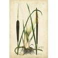 thumbnail image 2 of Curtis 17x24 Black Ornate Wood Framed with Double Matting Museum Art Print Titled - Antique Cattail I, 2 of 4
