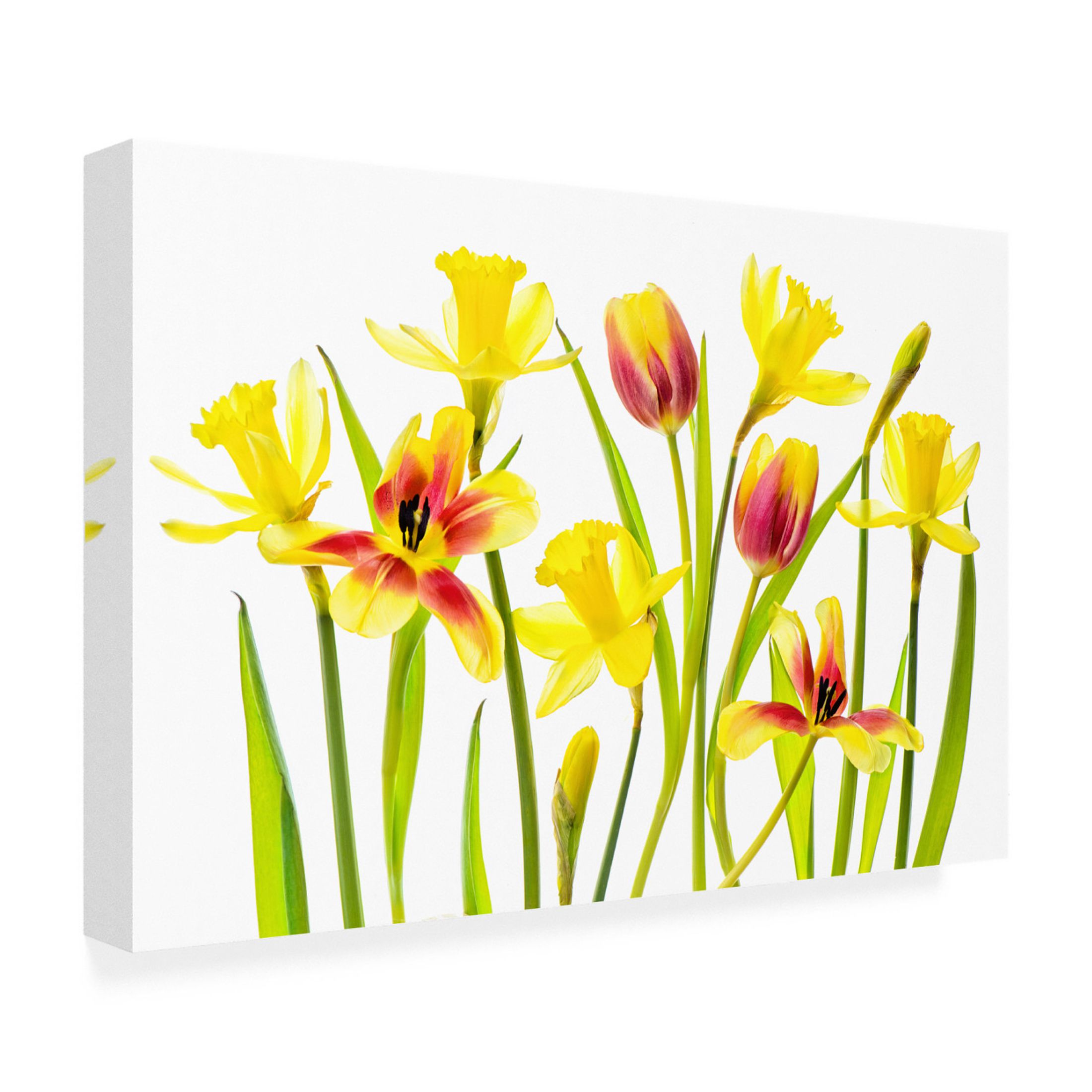 Canvas Wall Art - Jacky Parker 'Vibrant Spring' Wall Art for Living Room, Bedroom, or Office Décor by Trademark Fine Art - 47 x 30 Inches
