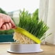 thumbnail image 1 of Pet Cat Sprout Dish Growing Pot Hydroponic Plant Cat Grass Germination Digestion Starter Dish Greenhouse Grow Box Garden Tools, 1 of 5