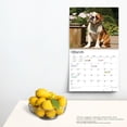 thumbnail image 4 of The Beauty of Bulldogs | 2024 14x24" (Hanging) Wall Calendar | StarGifts, 4 of 8