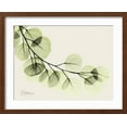 thumbnail image 2 of Art.com A Eucalyptus Moment Art Print by Albert Koetsier, Brown Frame Wall Art, 21" x 17", 2 of 5