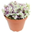 thumbnail image 6 of Callisia Repens Pink Lady Turtle Vine (6"+ Terracotta Pot) - Pink Panther Plant - Live Healthy Succulent - Easy to Care Succulent - Best Indoor Plant for Home Office, 6 of 9