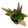 thumbnail image 2 of JV's FuMed Asian Violet - Primulinia - 2.5" Pot - Collector's Series, 2 of 4